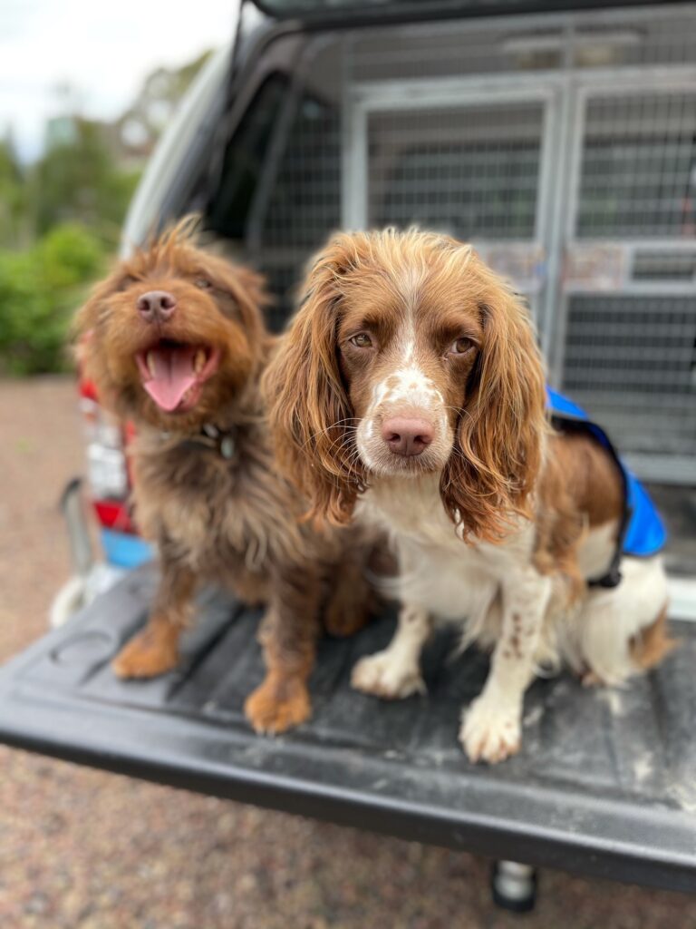 Grads Mawhai and Pip become New Zealand’s first specialist kauri dieback sniffer dogs